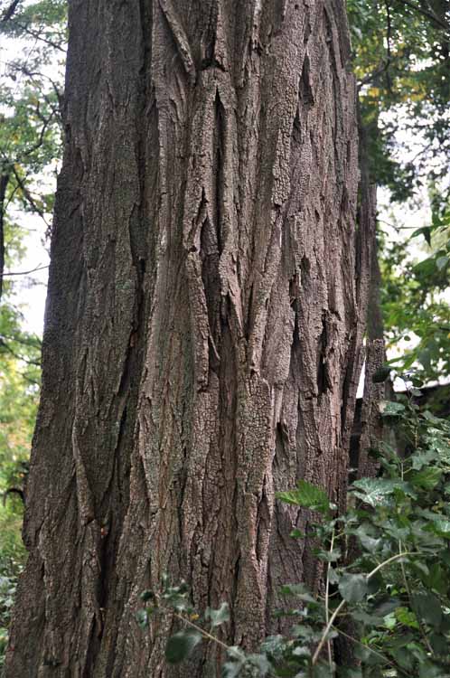 tree bark closeup